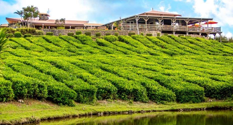 Bois Cherie Tea Factory